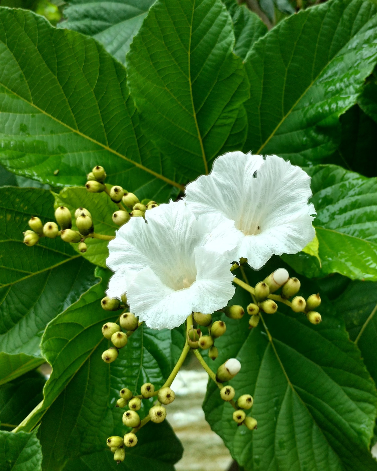 Spanish elm