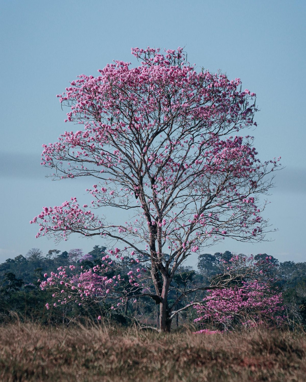 Pink Trumpet Tree